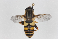 Helophilus fasciatus