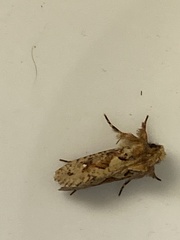 Acrolophus walsinghami