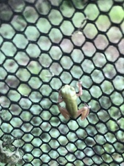 Hyla