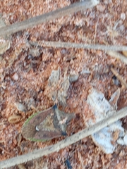 Carpocorini