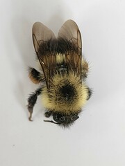 Bombus vagans