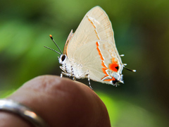 Electrostrymon hugon