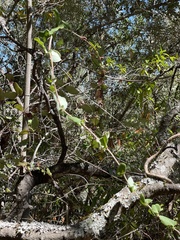 Lonicera hispidula