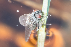 Diptera