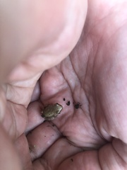 Hyla versicolor