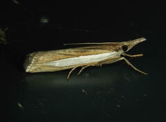 Crambus leachellus