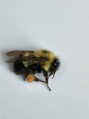 Bombus vagans