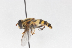 Helophilus fasciatus