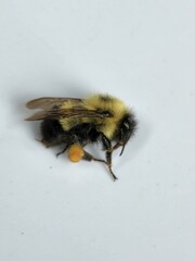 Bombus vagans