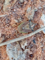 Carpocorini