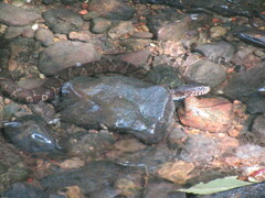 Nerodia sipedon sipedon