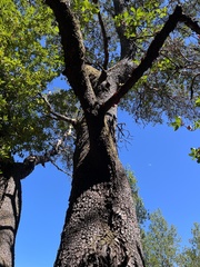 Arbutus menziesii