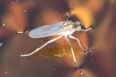 Diptera