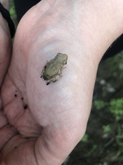 Hyla versicolor