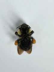 Bombus vagans