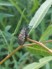 Lycorma delicatula