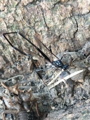 Pelecinus polyturator