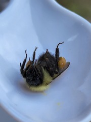 Bombus vagans