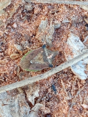 Carpocorini
