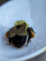 Bombus vagans