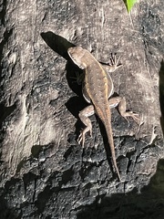 Sceloporus