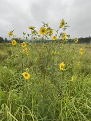 Helianthus grosseserratus