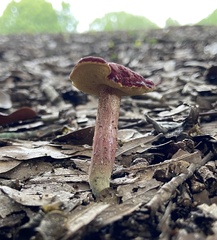 Hortiboletus rubellus