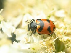 Hippodamia oregonensis