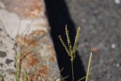 Eleusine indica