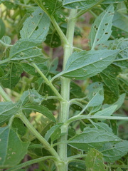 Eupatorium serotinum