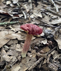 Hortiboletus rubellus