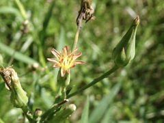 Lactuca canadensis
