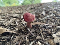 Hortiboletus rubellus