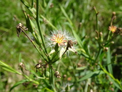 Lactuca canadensis