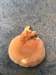 Lactifluus hygrophoroides