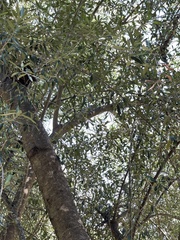 Olea europaea