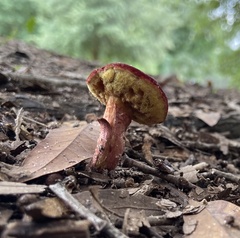 Hortiboletus rubellus