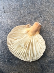 Lactifluus hygrophoroides