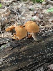 Flammulaster erinaceellus