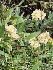 Oligogonum