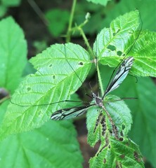 Tipula furca