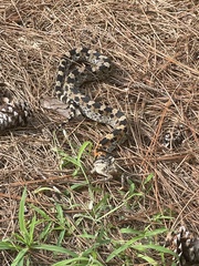 Heterodon platirhinos
