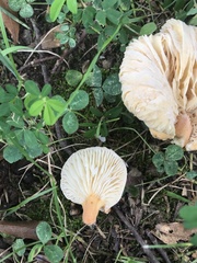 Lactifluus hygrophoroides