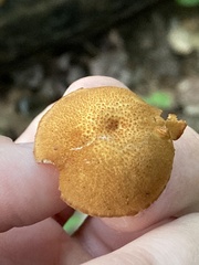 Flammulaster erinaceellus