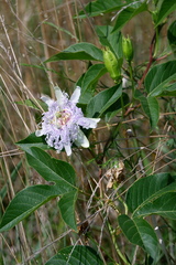Passiflora incarnata