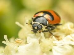 Hippodamia oregonensis