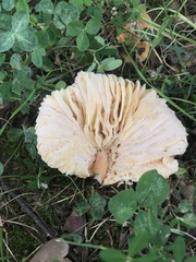 Lactifluus hygrophoroides