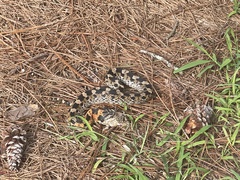 Heterodon platirhinos