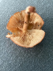 Flammulaster erinaceellus