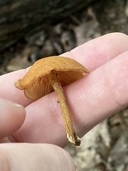 Flammulaster erinaceellus